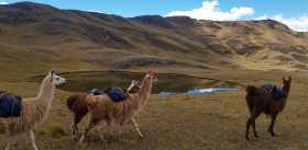 Caminata con Llamas a Huchuy Qosqo