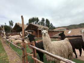 Lama farm in the Sacred Valley