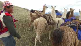 Caminata con Llamas a Huchuy Qosqo